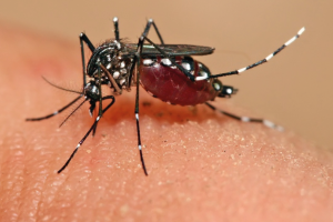 zyca virus